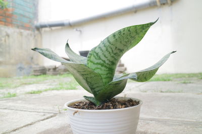 Close-up of potted plant