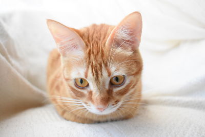 Close-up portrait of cat on bed