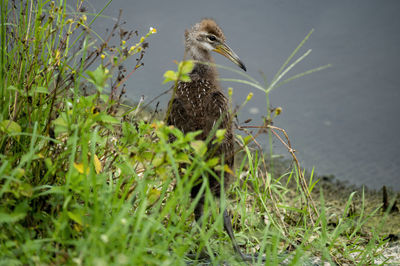 View of a bird in grass