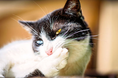 Close-up portrait of cat