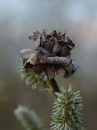 Close-up of plant against blurred background