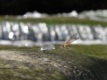 Close-up of birds on rock