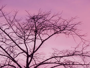 Low angle view of silhouette bare tree against sky at sunset