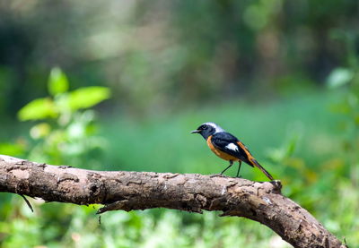 Close-up of bird perching on branch