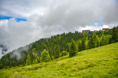 Panoramic view of pine trees on field against sky