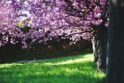 Cherry blossoms in park