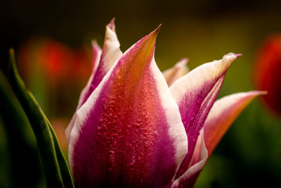 Close-up of pink rose