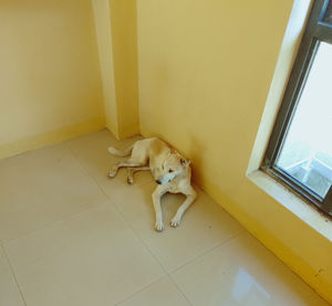 High angle view of dog sitting on floor at home