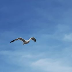 Low angle view of seagull flying in sky