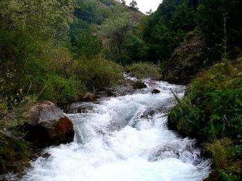 Stream flowing through rocks in forest