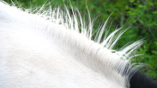 Close-up of white cat