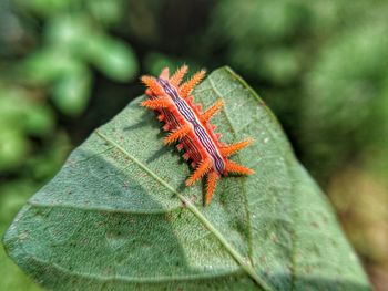 Close-up of insect on leaf
