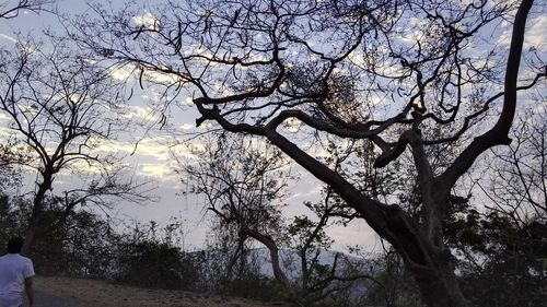 Bare trees against sky