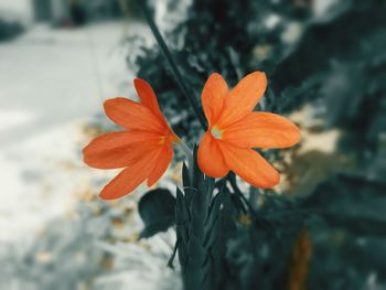 Close-up of orange flower