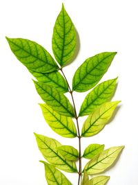 Close-up of leaves against white background