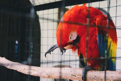 Close-up of parrot in cage