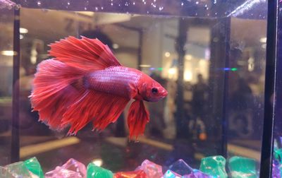 Fish swimming in aquarium