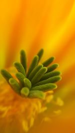 Close-up of yellow flower