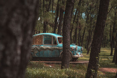Trees in forest
