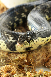 Close-up of an animal