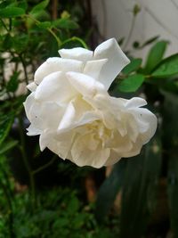 Close-up of white rose blooming outdoors