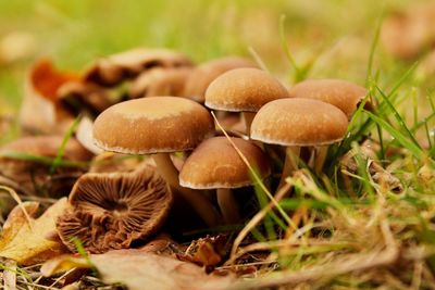 Close-up of mushrooms growing in forest