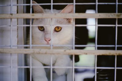 Close-up portrait of white cat in cage