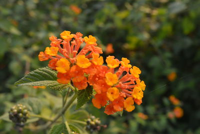 Close-up of flowers blooming outdoors