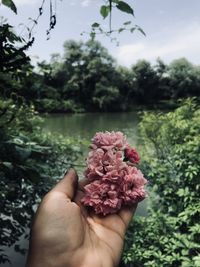 Hand holding pink flowers against lake