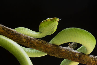 Close-up of lizard on leaves against black background