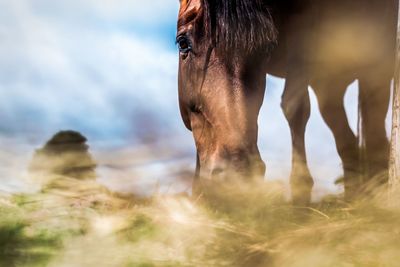 View of horse on field