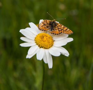 Close-up of butterfly pollinating on flower