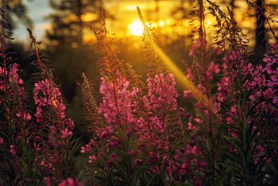 Close-up of pink flowering plants on field