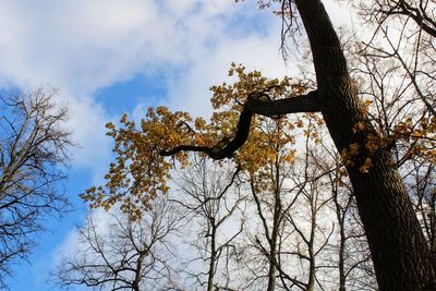 Low angle view of bare trees against sky