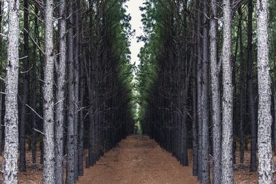 Panoramic view of trees in forest