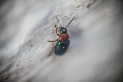 macro photography