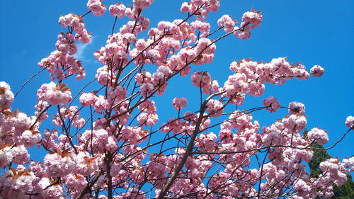 Low angle view of pink flowers blooming on tree