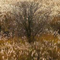 Scenic view of lake in forest