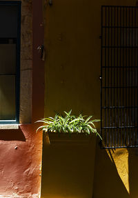 Close-up of potted plant against wall with shadow and light