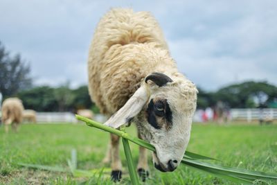 Close-up of a sheep on field