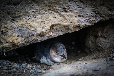 Close-up of lizard on rock