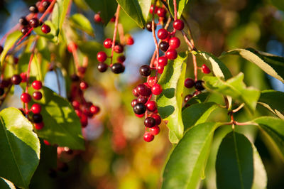 Close-up of berries growing on tree