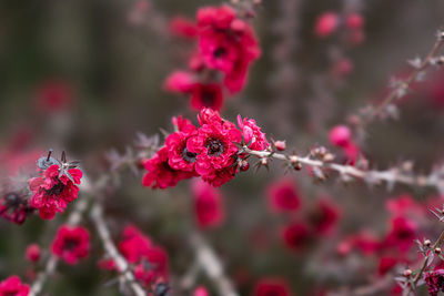 Close-up of pink cherry blossom