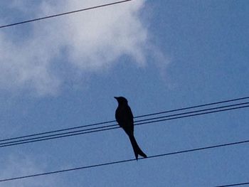 Low angle view of birds perching on cable against clear sky