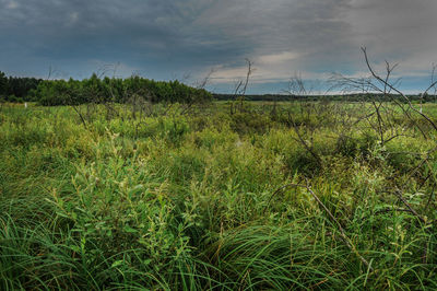Scenic view of grassy field against cloudy sky
