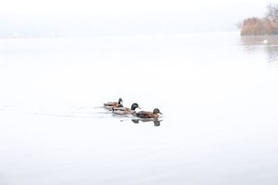People swimming in lake during winter