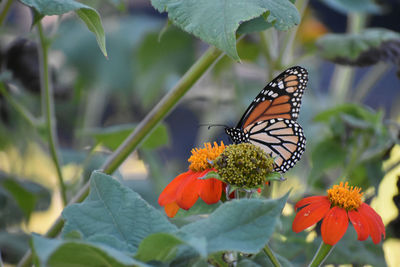 Butterfly on flower