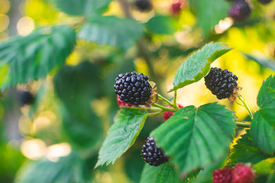 Close-up of blackberries growing on plant