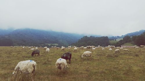 View of sheep grazing in field