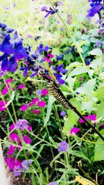 Close-up of butterfly pollinating on purple flower